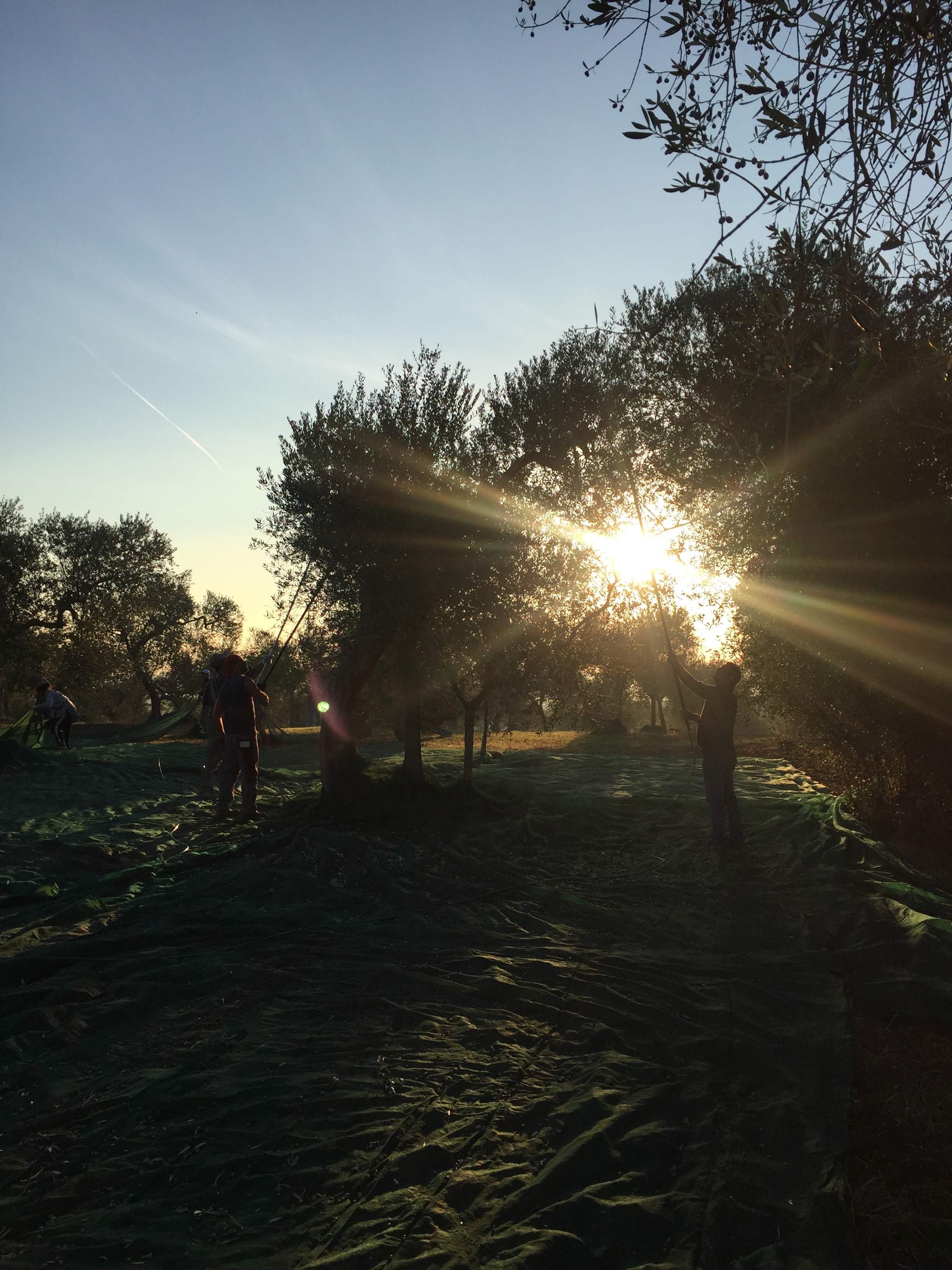 LES INTEMPORELS __ "Huile d'olive OLIO DI SERRA" - D. LUISSAINT - Toques Infos N°10 - 2021